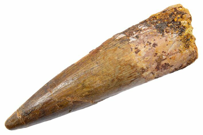 Fossil Spinosaurus Tooth - Real Dinosaur Tooth #345563